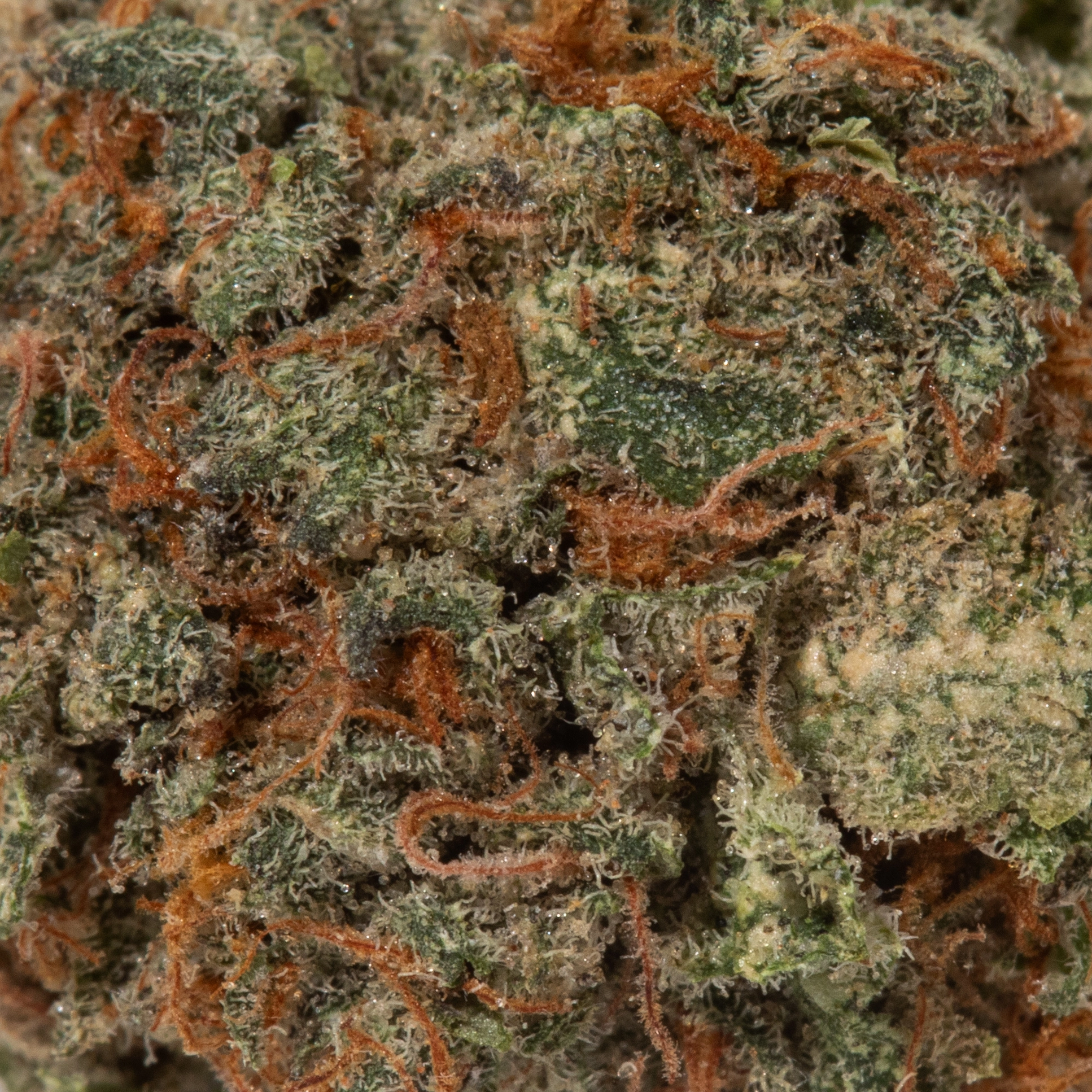 Cherry Mints (AA+/Popcorn)