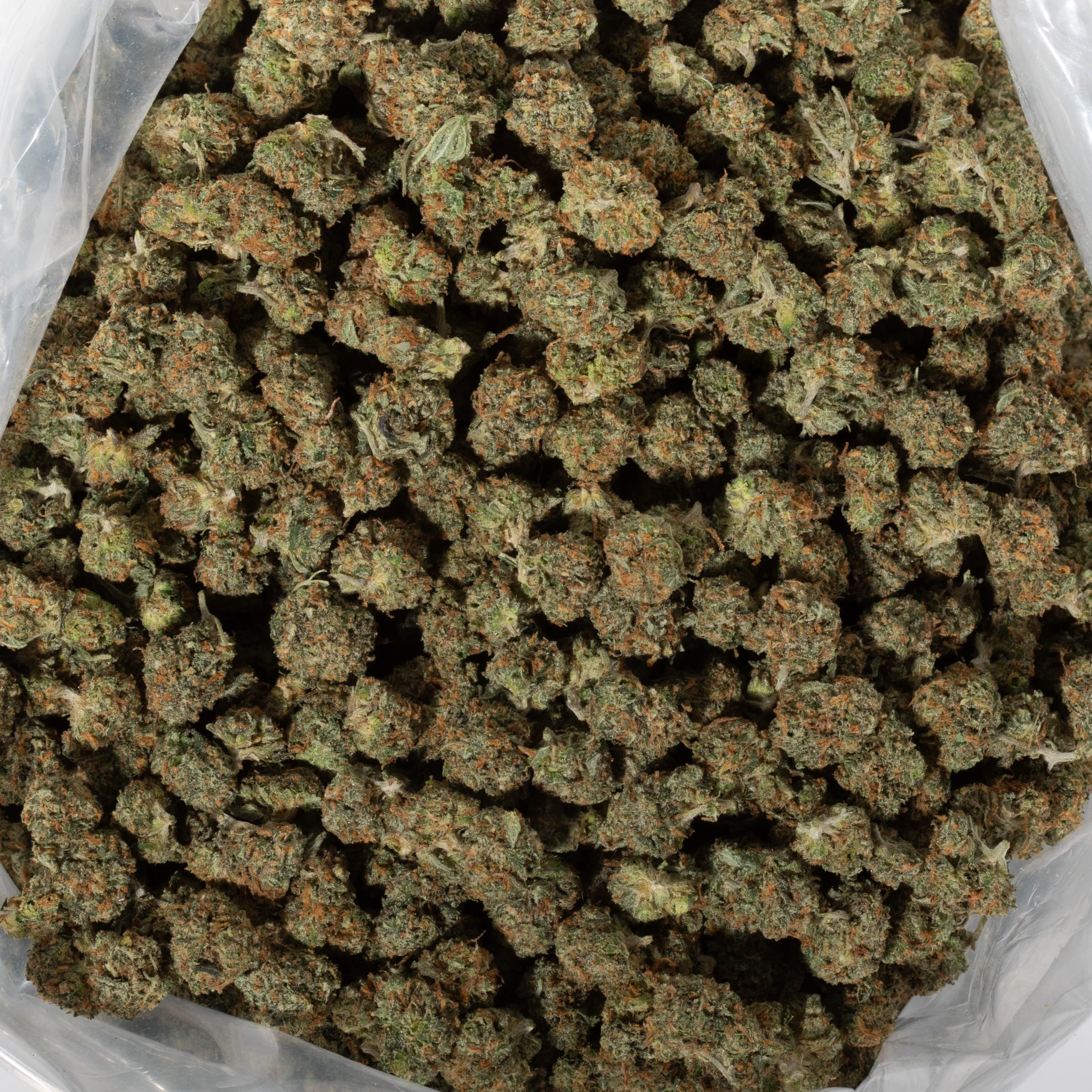 Apple Mintz (AA/Popcorn)