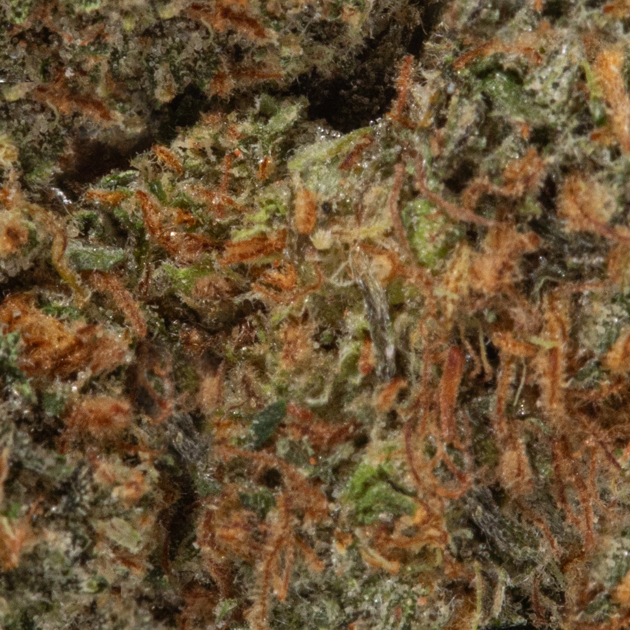 Apple Mintz (AA/Popcorn)