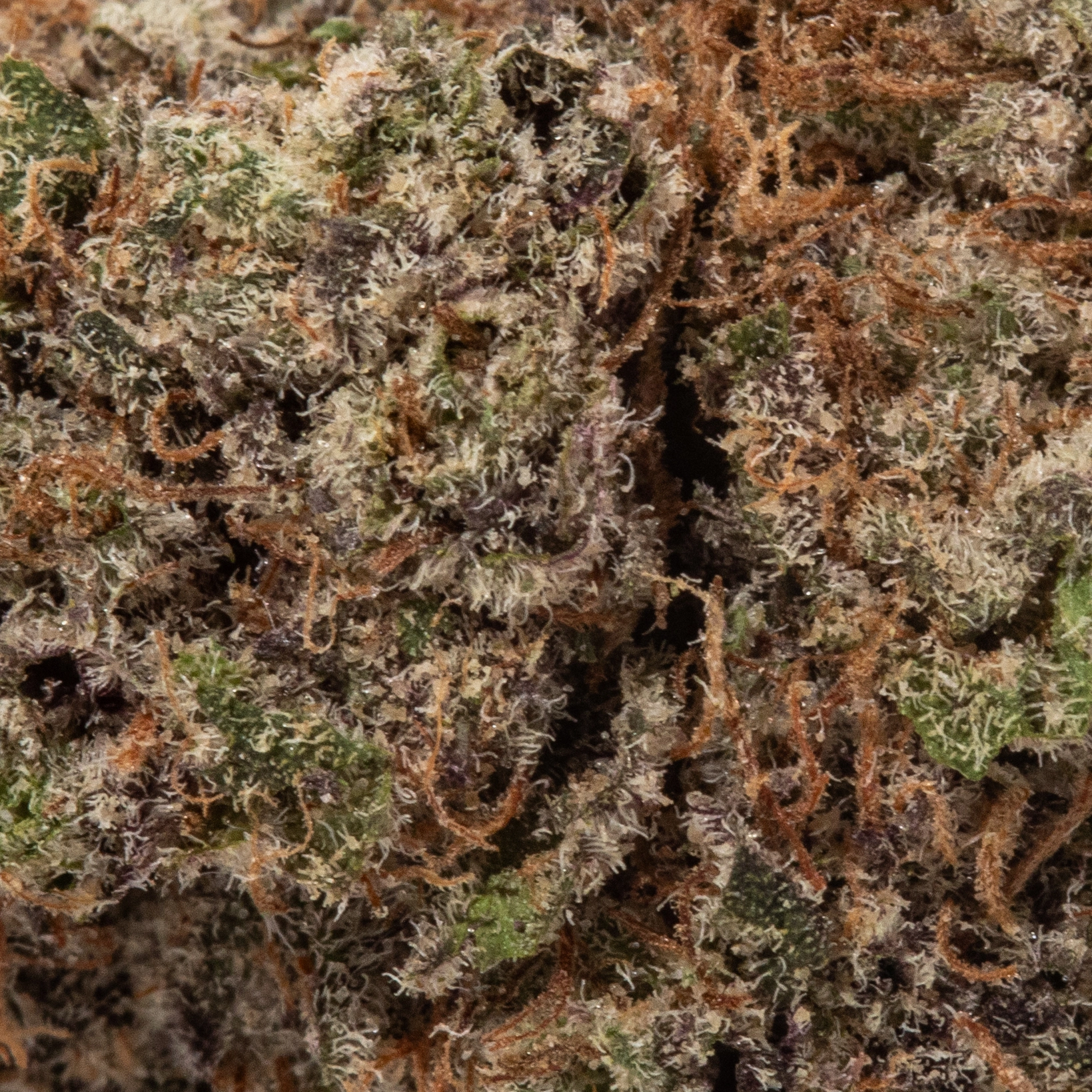 Candy Land (AAAA+)