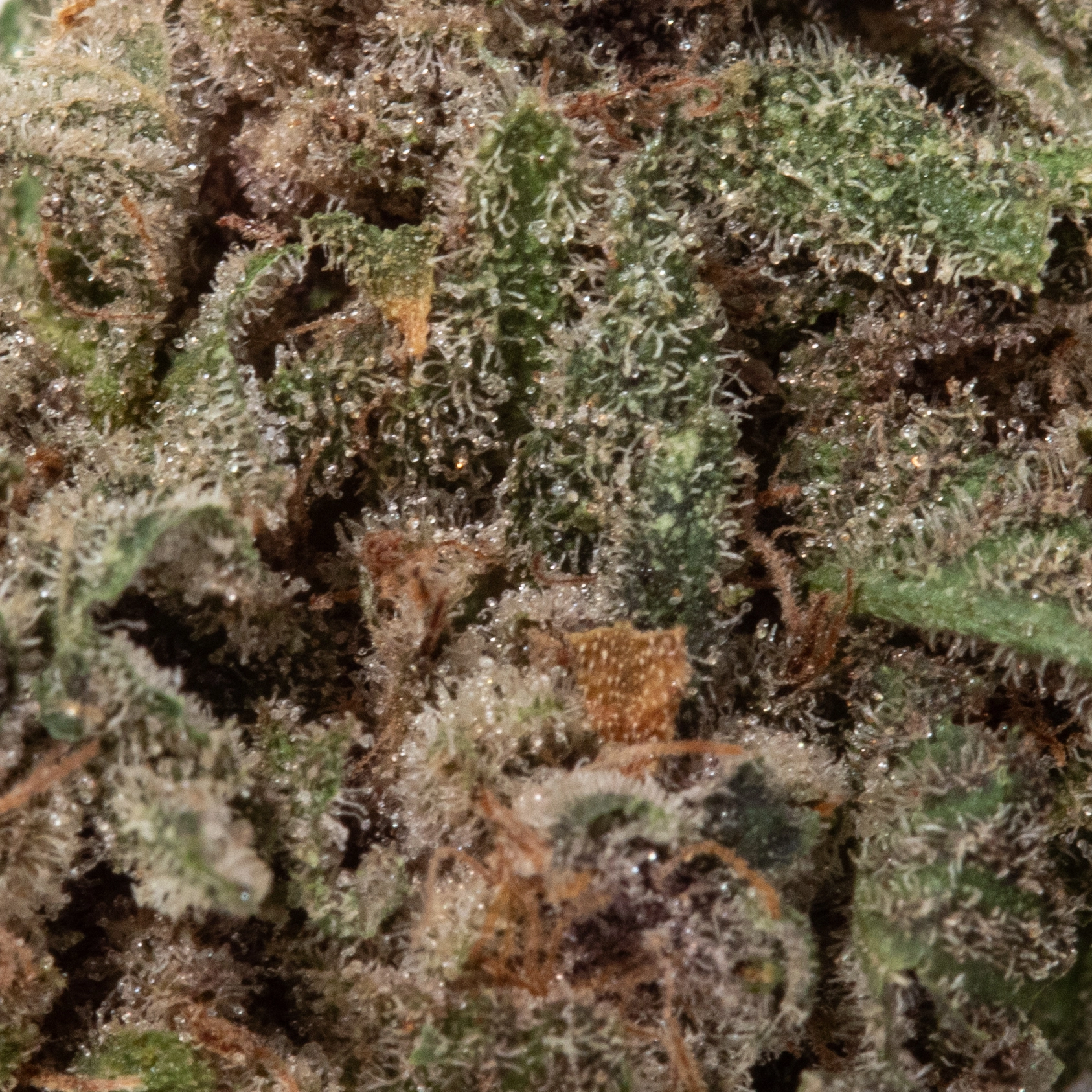 Strawberry Haze (AAA)