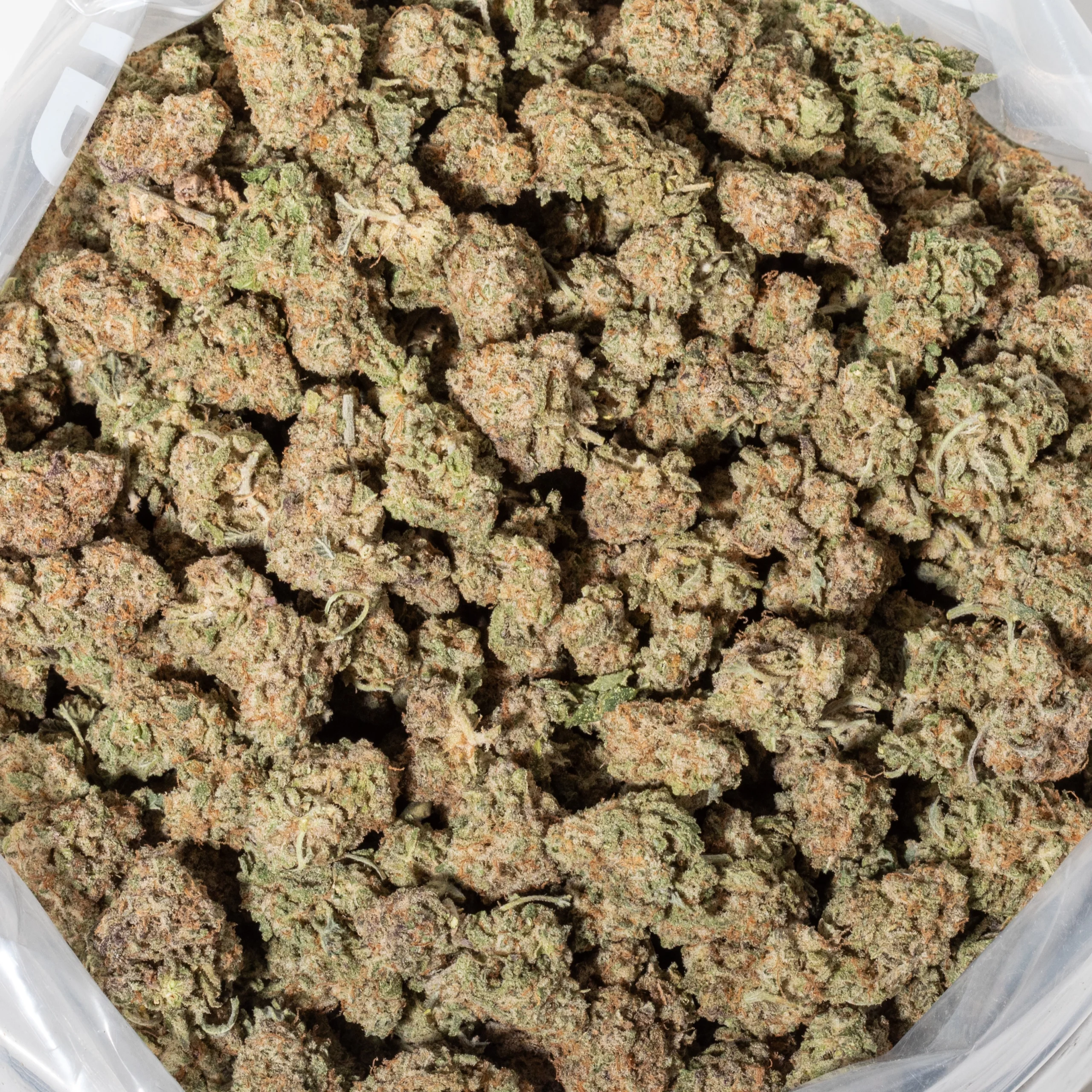 Biscotti (AAA/Popcorn)