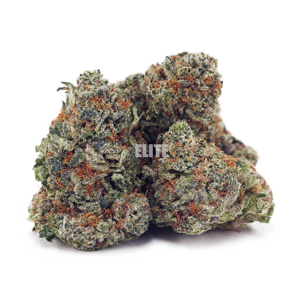 King Louie XIII AA - Quads from the North - Image 2