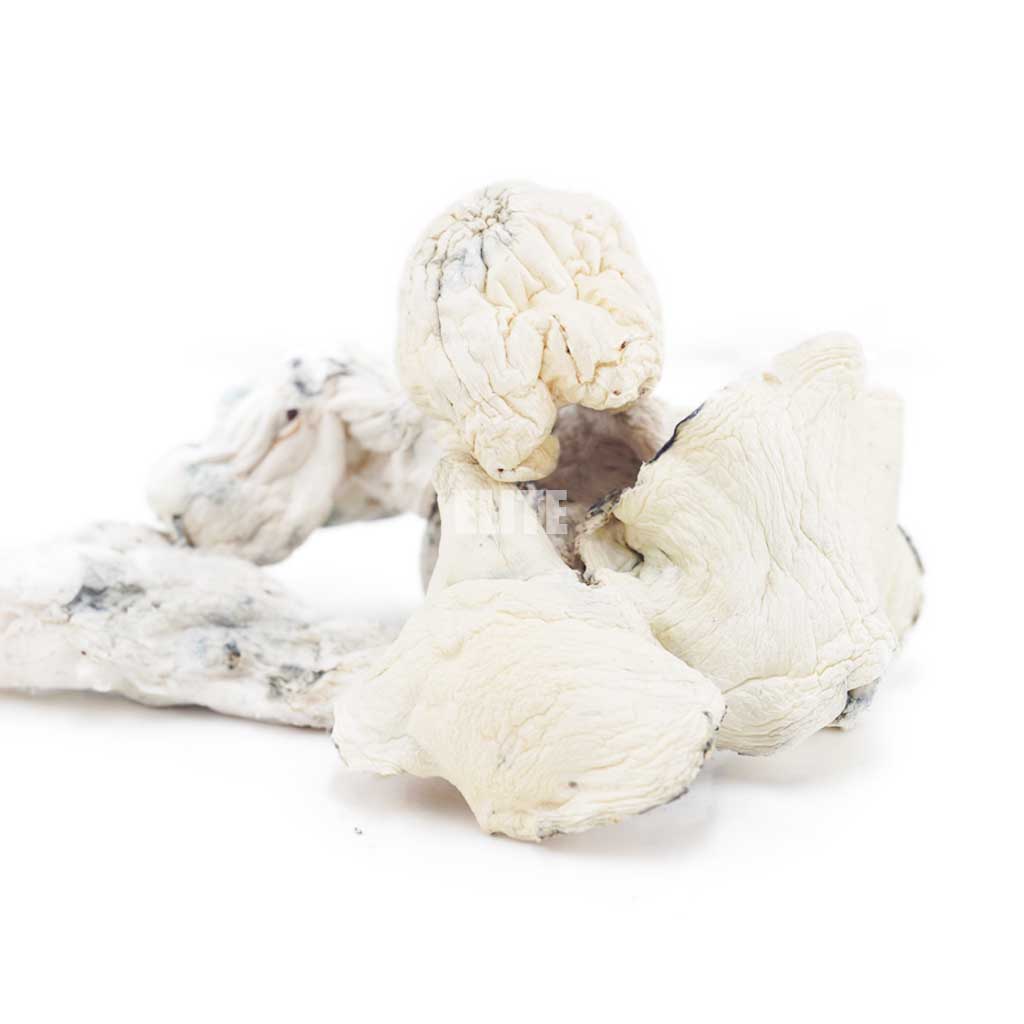 Mushroom - Albino Extra Terrestrial
