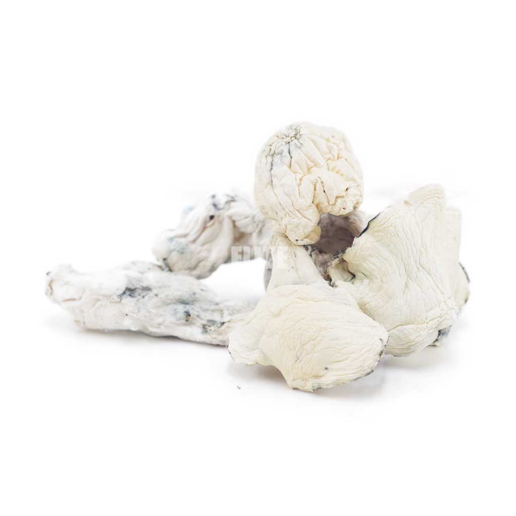 Mushroom - Albino Extra Terrestrial