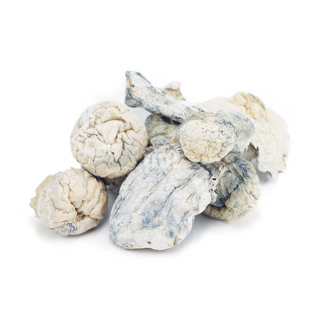 Mushroom - Albino Makilla