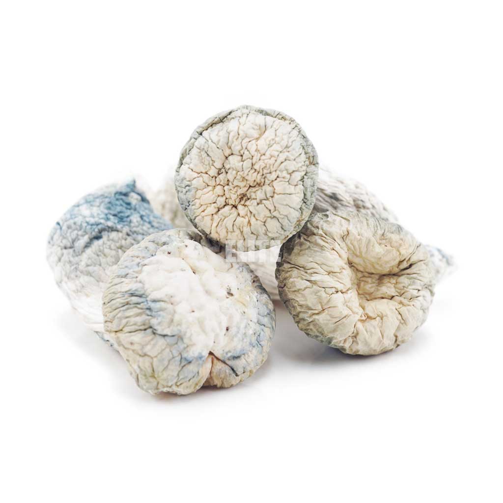 Mushroom - Albino Penis Envy