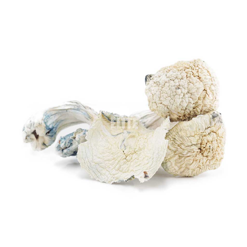 Mushroom - Albino Teacher