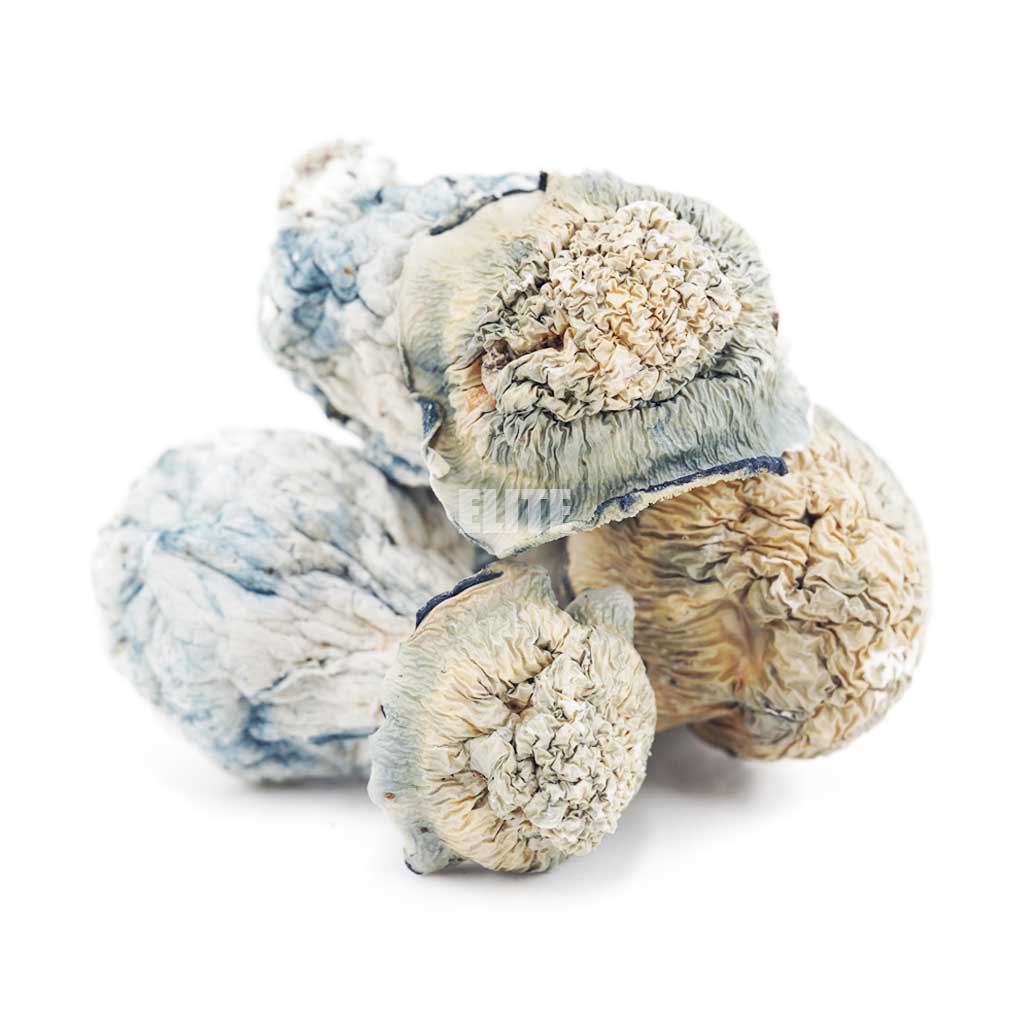 Mushroom - Blue Ghost