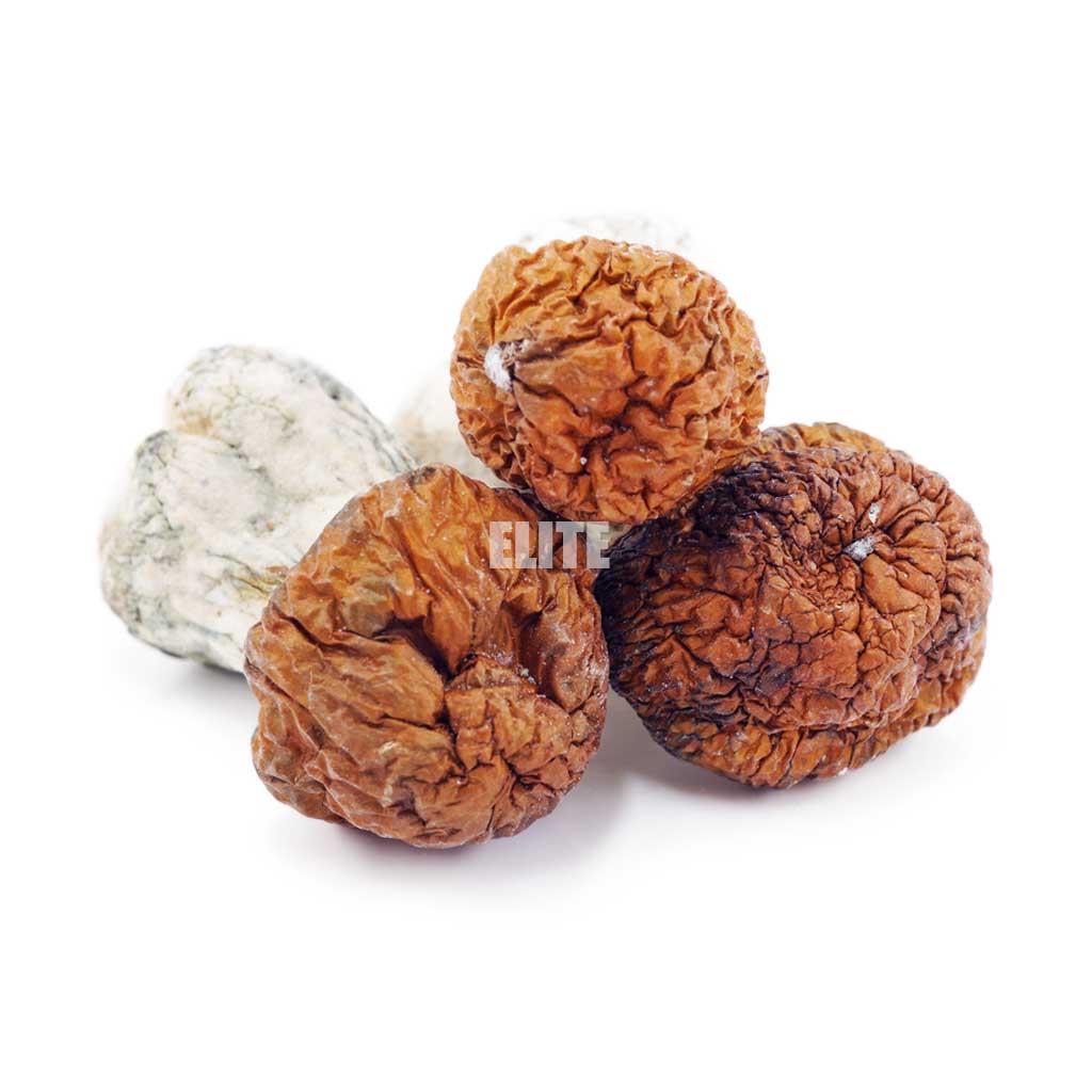 Mushroom - Blue Pulaski