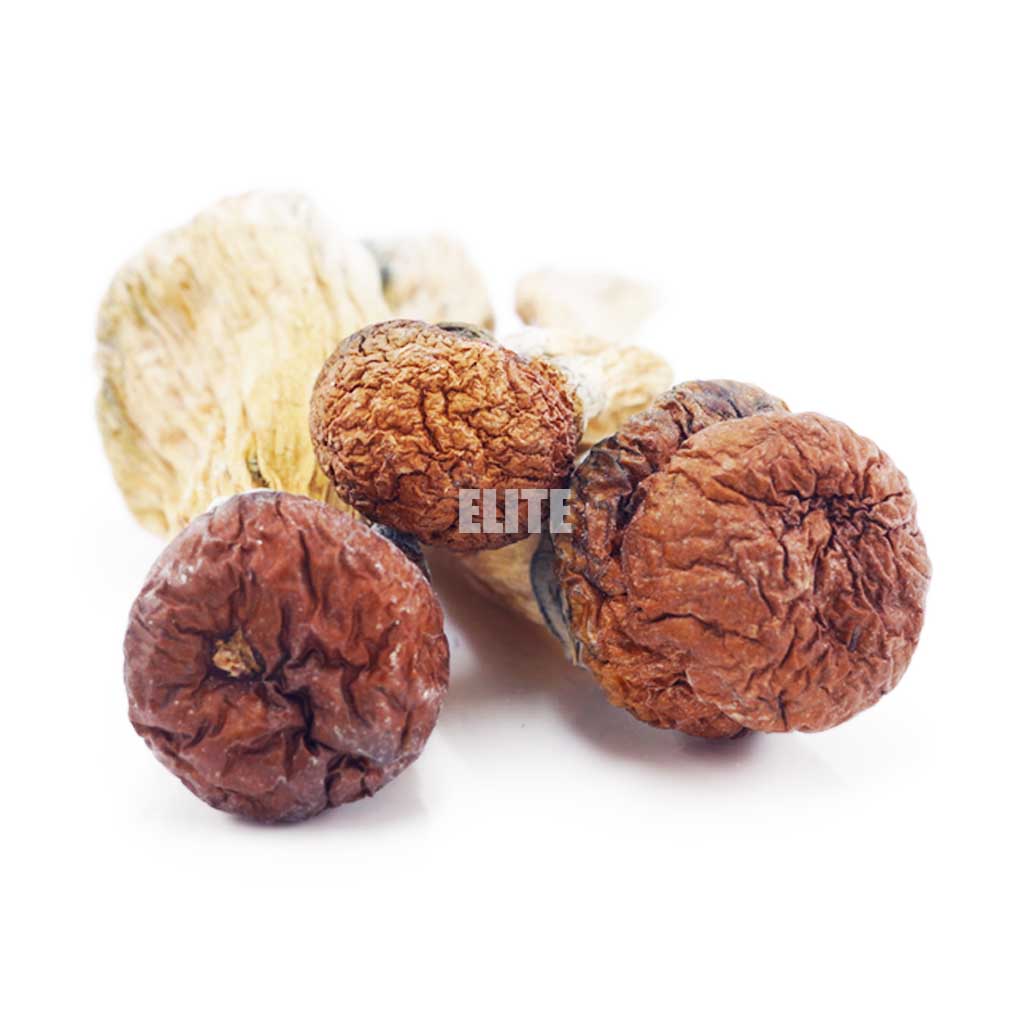 Mushroom - Golden Teacher