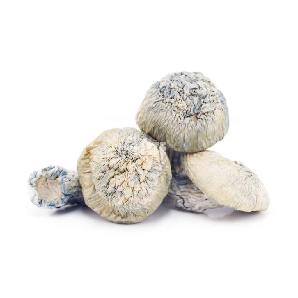 Mushroom - Jack Frost