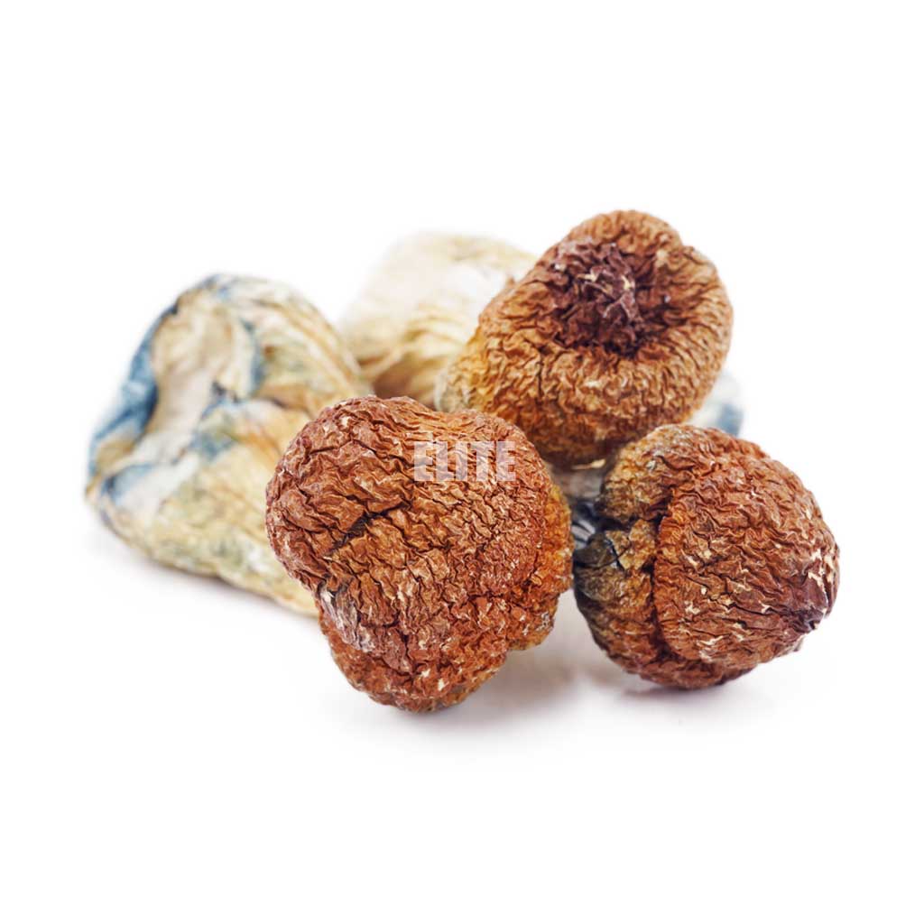 Mushroom - Makilla Gorilla