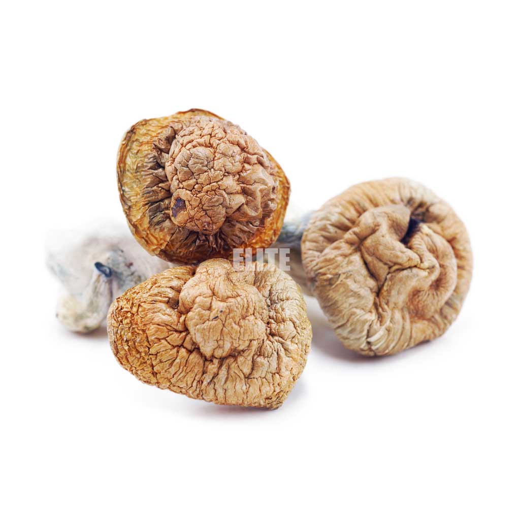 Mushroom - Melmac PE