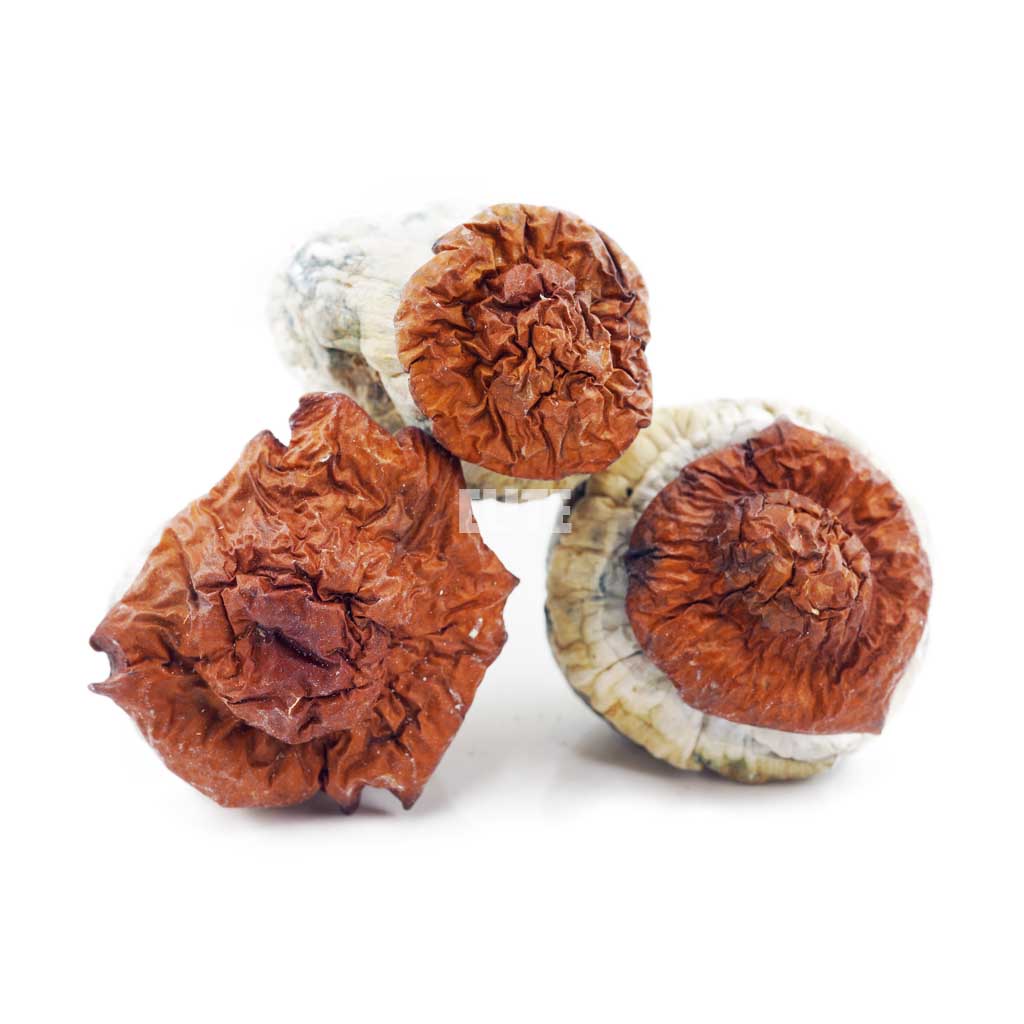 Mushroom - Wollongong